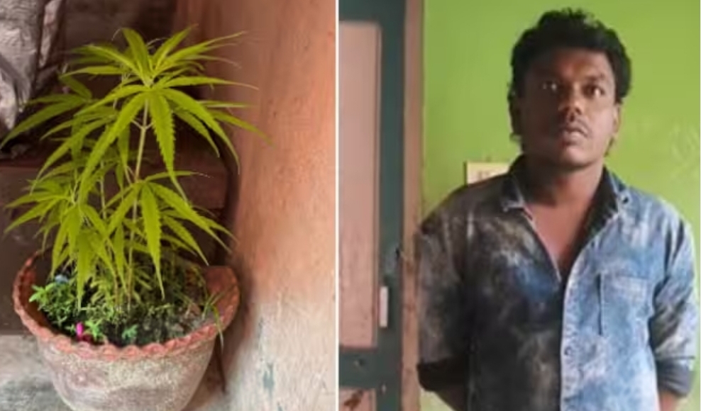 ഫ്ലാറ്റിന്റെ സ്റ്റെയർ കേസിനടിയിൽ കഞ്ചാവ് ചെടികൾ വളർത്തി യുവാവ്