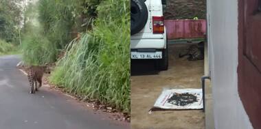 പുലിയെ തിരഞ്ഞ് കേരള-തമിഴ്നാട് വനംവകുപ്പുകളിലെ ഉദ്യോഗസ്ഥര്‍