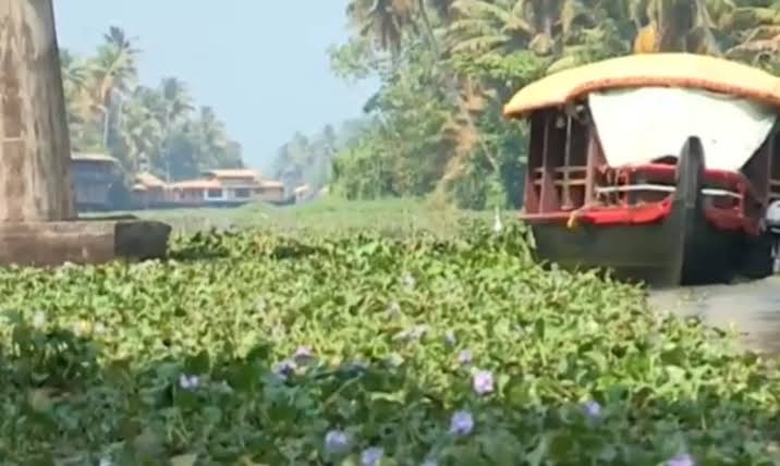 എ.സി കനാലിൽ രാമങ്കരി ഭാഗത്തെ പോള നീക്കം ചെയ്യൽ ആരംഭിച്ചു