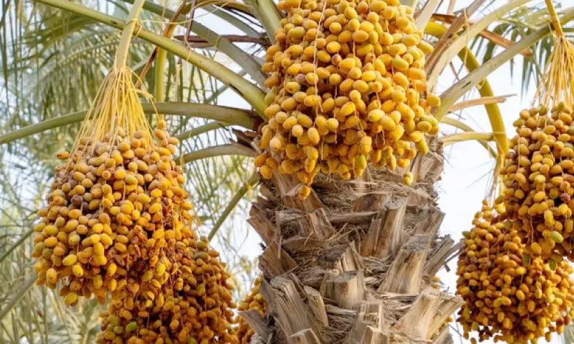 ലി​വ ഈ​ത്ത​പ്പ​ഴ വി​ള​വെ​ടു​പ്പ് ഉ​ത്സ​വ​ത്തി​ന്​ ജൂ​ലൈ 14ന്​ ​തു​ട​ക്കം