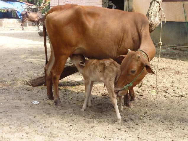 കന്നുകാലി  കർഷകർക്ക് സന്തോഷവാർത്ത; കൃത്രിമ ബീജാധാനത്തിലൂടെ പശുക്കുട്ടികളെ മാത്രം ജനിപ്പിക്കാം