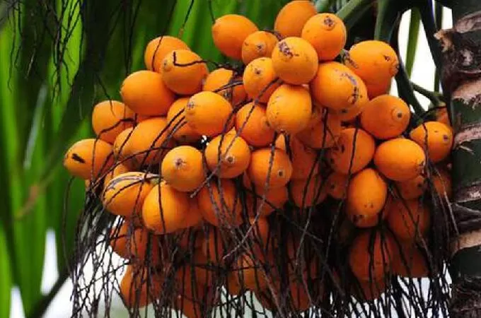 കേരളത്തിൽ അടയ്ക്കായുടെ വില കുതിച്ചുയരുന്നു