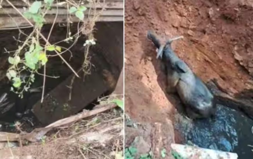 ആൾമറയില്ലാത്ത കിണറ്റിൽ അകപ്പെട്ട് പോത്ത്..