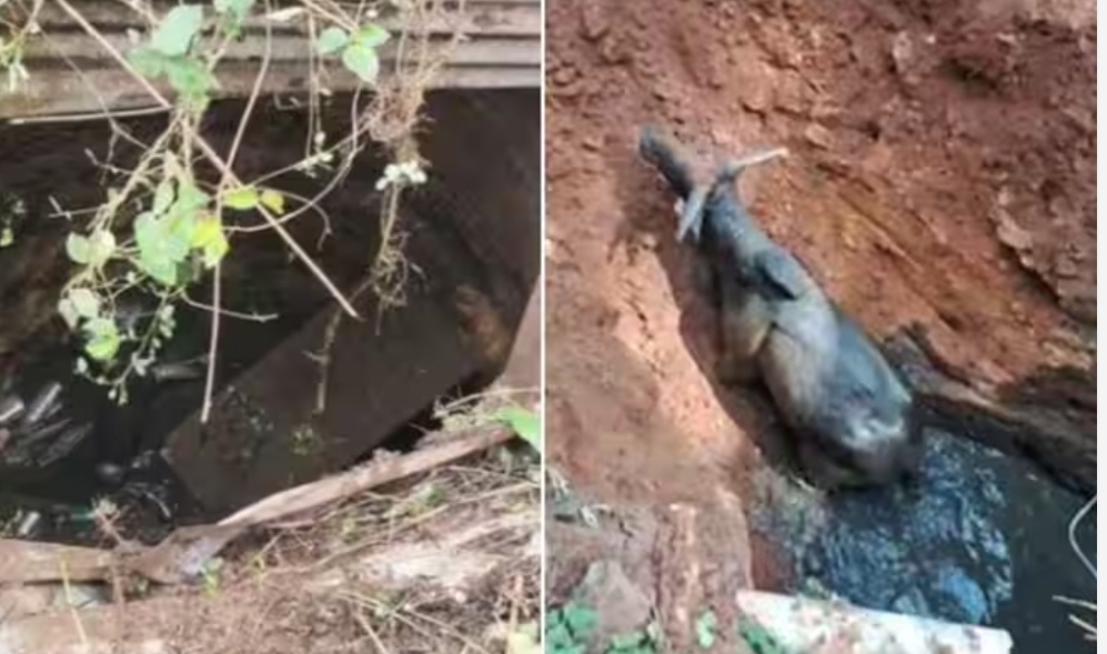 ആൾമറയില്ലാത്ത കിണറ്റിൽ അകപ്പെട്ട് പോത്ത്..