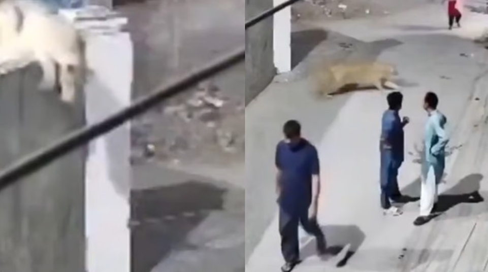 സ്വകാര്യ വ്യക്തി വളർത്തിക്കൊണ്ടിരുന്ന സിംഹം മതിൽ ചാടിയെത്തി യുവതിയേയും മക്കളേയും ആക്രമിച്ചു, ഉടമ അറസ്റ്റിൽ