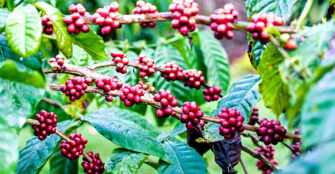 വയനാടൻ റോബസ്റ്റ കാപ്പിക്ക് ദേശീയ അംഗീകാരം