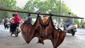 സംസ്ഥാനത്ത് നിപ സമ്പർക്കപ്പട്ടികയിൽ ആകെ 425 പേരുള്ളതായി ആരോഗ്യ വകുപ്പ് മന്ത്രി