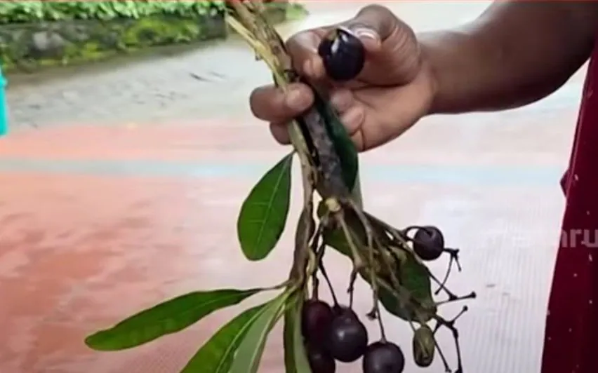 ഞാവൽപഴമെന്ന് കരുതി കഴിച്ചത് കാട്ടുകായ.. ഒൻപതാം ക്ലാസ് വിദ്യാർഥി ആശുപത്രിയിൽ..
