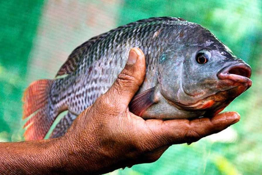 സംസ്ഥാന മത്സ്യകര്‍ഷകഅവാര്‍ഡ്‌വിതരണം 11ന് കൊട്ടാരക്കരയില്‍; മന്ത്രിമാര്‍ പങ്കെടുക്കും