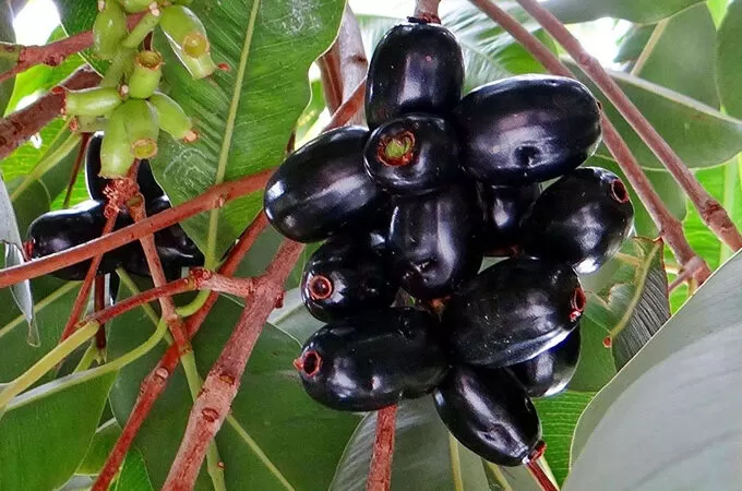 ഞാവല്‍പ്പഴമെന്ന് കരുതി കഴിച്ചത് വിഷക്കായ; 4 വിദ്യാര്‍ഥികള്‍ ആശുപത്രിയില്‍