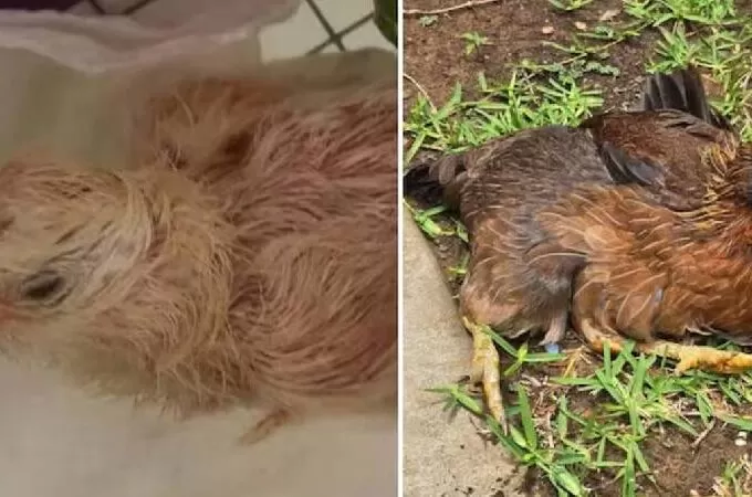 കോഴി മുത്തശ്ശി: ലോകത്തിലെ ഏറ്റവും പ്രായം കൂടിയ കോഴിയെന്ന  ലോക റെക്കോഡുമായി ‘പേൾ’