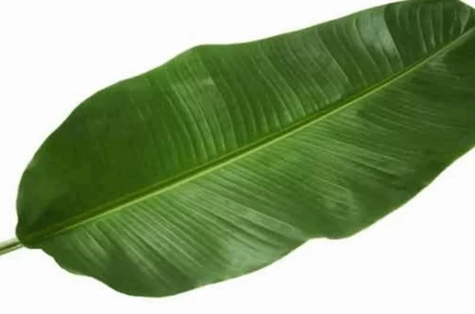 ഓണം ഇങ്ങെത്തി: വാഴയിലയ്ക്ക് മാര്‍ക്കറ്റില്‍ വന്‍ ഡിമാൻഡ്