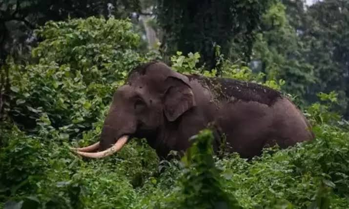 തിരുവനന്തപുരത്ത് കാട്ടാന ആക്രമണം; ടാപ്പിങ് തൊഴിലാളിക്ക് പരിക്ക്