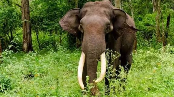കോയമ്പത്തൂരിൽ കാട്ടാനാക്രമണം; 42കാരന് ദാരുണാന്ത്യം