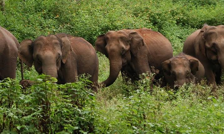 രണ്ട് മാസത്തിനിടെ പൂയംകുട്ടി പുഴയിൽ കണ്ടെത്തിയത്  ഒമ്പത് കാട്ടാനകളുടെ ജഡം; അന്വേഷണത്തിന് വനംവകുപ്പ്