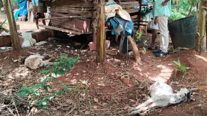 കുമരംപുത്തൂർ അജ്ഞാത ജീവി അഞ്ച് ആടുകളെ കടിച്ചു കൊന്നു