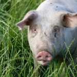 4d5dd5f3065343f5c93724edb47495559bc0f621429d907f5ad9e8dcf3125cad.0