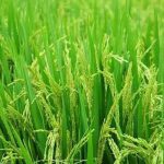 70a8a041ec328f85101f8ba2700c1a8563fcf88740e99929c41622890275bd31.0