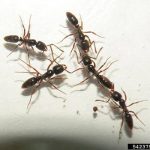 182a00c38b1116aa373eeb6eeb61160262c882ce0a80a6e9999e934cea5aa627.0