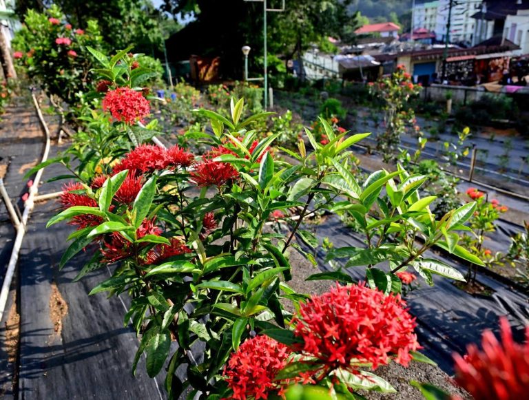 FB_IMG_1766242675489