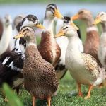 images - 2025-12-26T181704.987