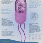 Infographic_Bsubtilis