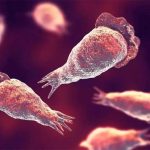 brain-eating-amebia-897x538