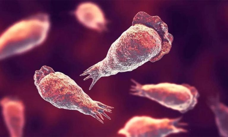 brain-eating-amebia-897x538