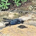 18d17074c3204dab451df6bf9258d0d1ff4fbd66f508a68b0651e5d9c1764c7b.0