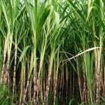 images - 2026-02-25T173806.371