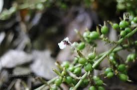 images - 2026-03-11T185125.963