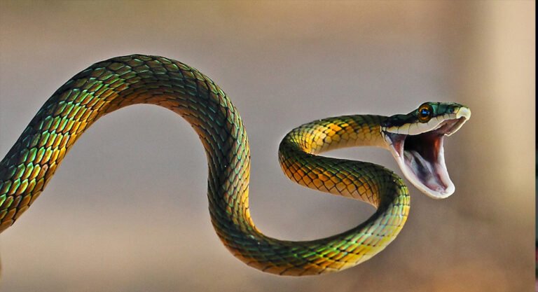 SNAKE