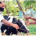‘സംസ്ഥാനത്ത് ആരാണ് ഭരണം പിടിക്കുക?’; പന്തയത്തിൽ ജയിച്ച ലീഗുകാരന്, സിപിഎമ്മുകാരന്റെ വീട്ടിലെ കറവയുള്ള......
