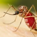 MOSQUITO