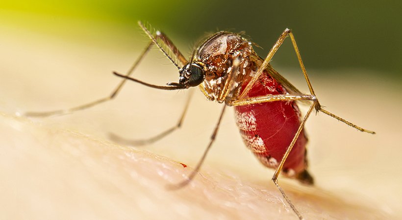 MOSQUITO