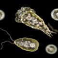 amoebic-encephalitis