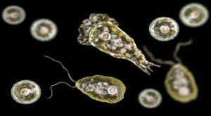 amoebic-encephalitis