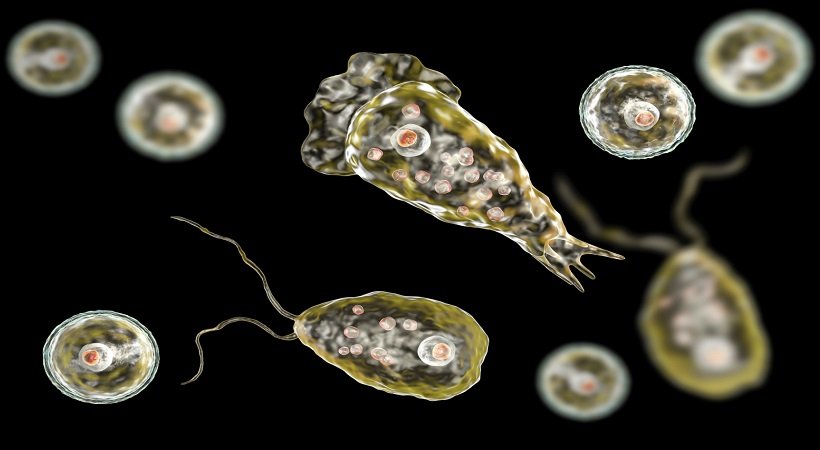 amoebic-encephalitis