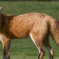 fox-680x450