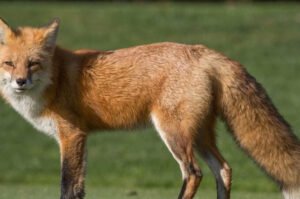 fox-680x450