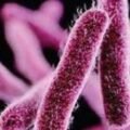 samakalikamalayalam_2024-07_2af5cd24-eeb0-4f70-8a6b-3a2a642de1d9_shigella_infection-1