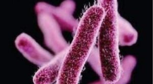 samakalikamalayalam_2024-07_2af5cd24-eeb0-4f70-8a6b-3a2a642de1d9_shigella_infection-1