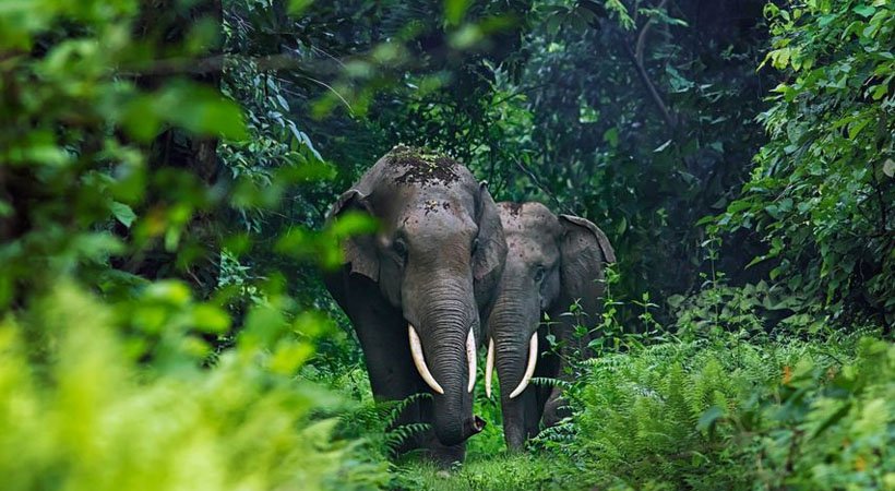 wb-elephant