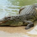 14-1421223564-crocodile-is-between-land-and-water
