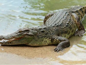 14-1421223564-crocodile-is-between-land-and-water