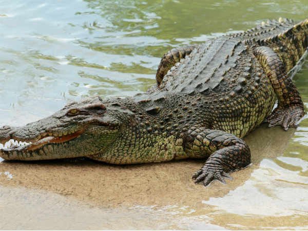 14-1421223564-crocodile-is-between-land-and-water