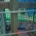 leopard