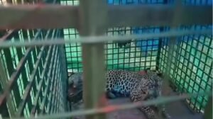 leopard
