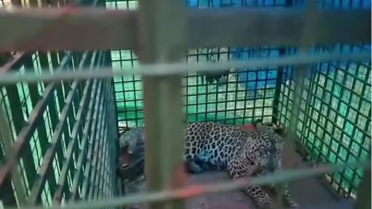 leopard