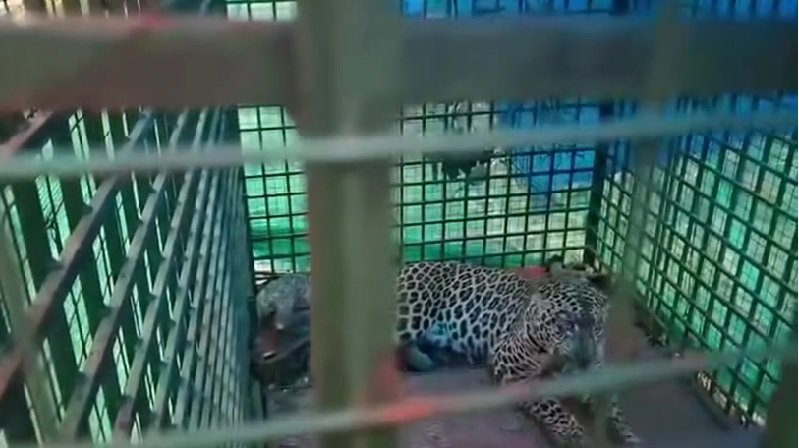 leopard